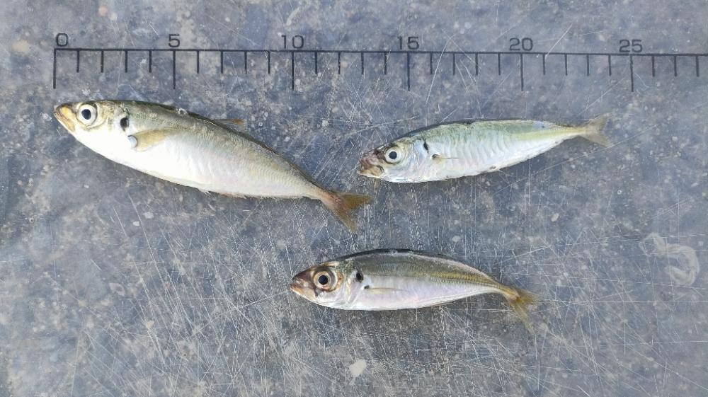 泉佐野ドラム缶