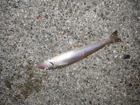 ワタリガニ、キス