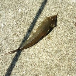 久しぶりの釣り