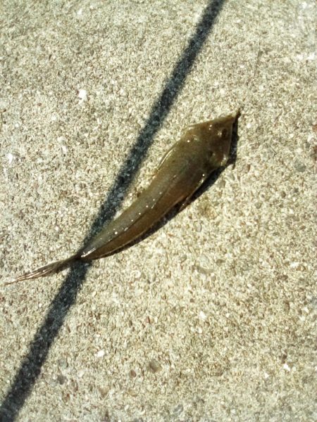 久しぶりの釣り