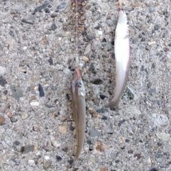 播磨新島のキス釣査