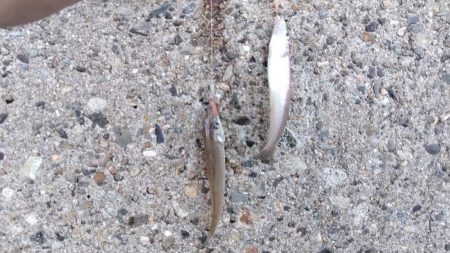 播磨新島のキス釣査
