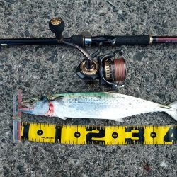 昼下がりの時合いは15:30から