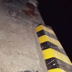 キビナゴで浮き釣り