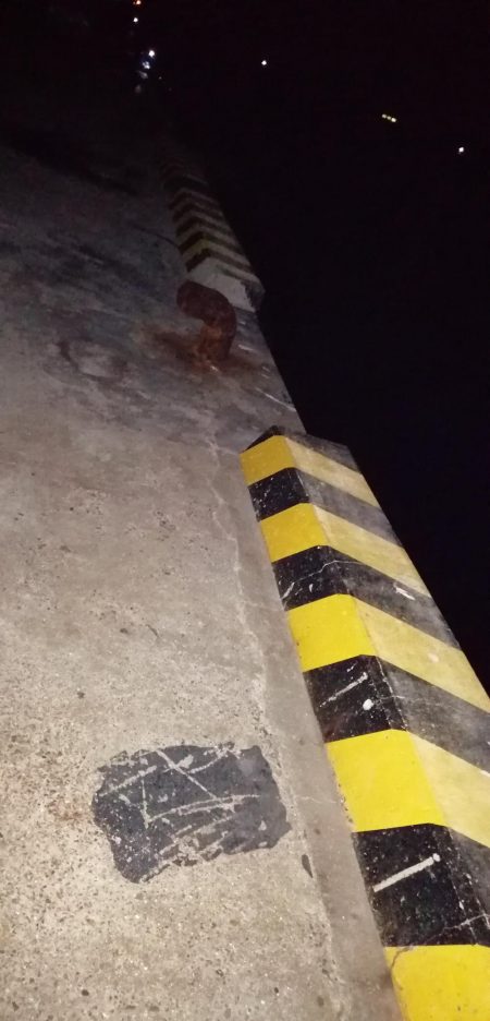 キビナゴで浮き釣り