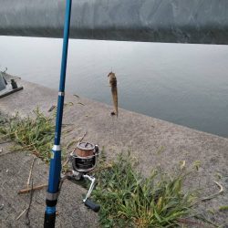 閖上港　青イソメ　ちょい投げ　ハゼ　コチ　熱帯魚？