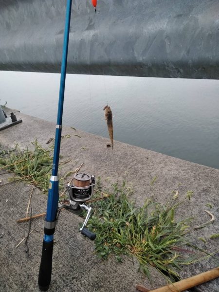 閖上港　青イソメ　ちょい投げ　ハゼ　コチ　熱帯魚？