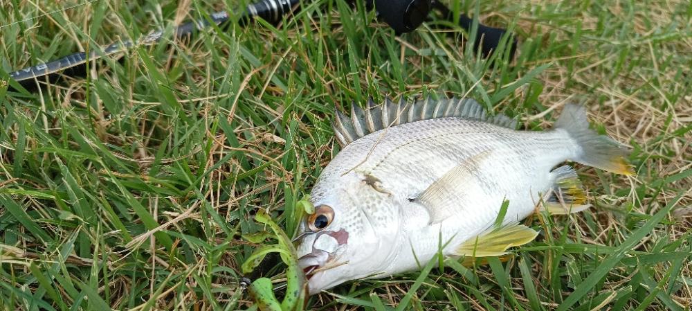 キビレがいっぱい