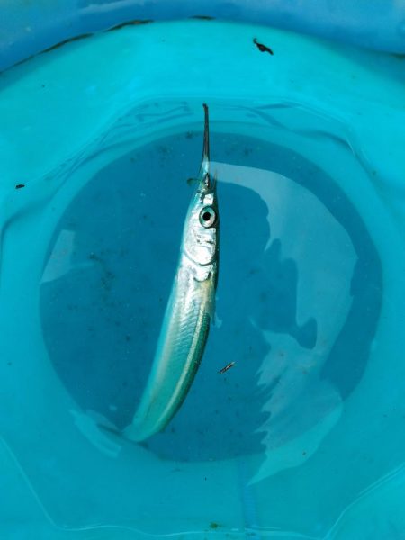 2週連続タチウオぼうず