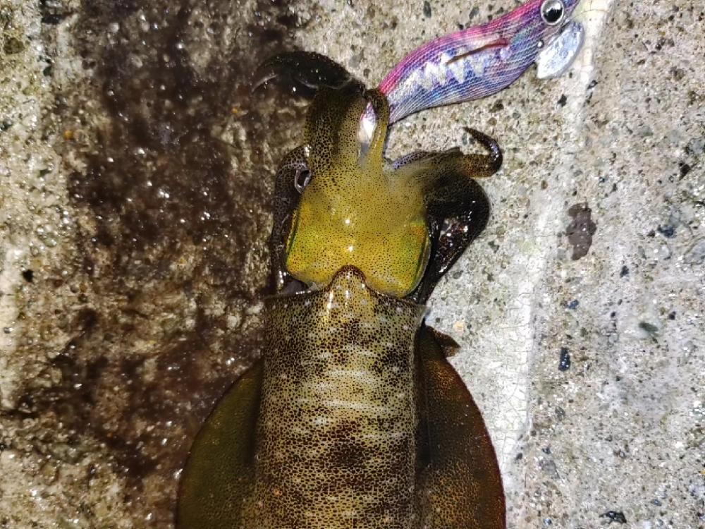 エギング＠泉南