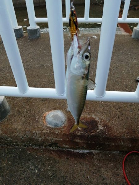 サゴシのお祭り会場にて