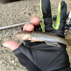 2023/09/23 大阪河川ライトゲーム釣行