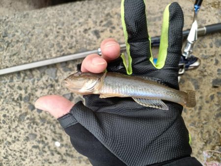 2023/09/23 大阪河川ライトゲーム釣行