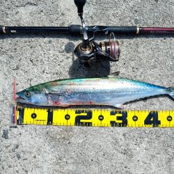 真っ昼間のサゴシ