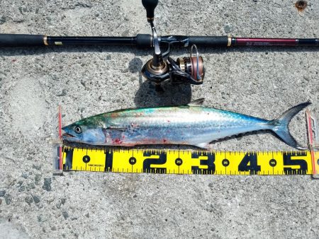 真っ昼間のサゴシ