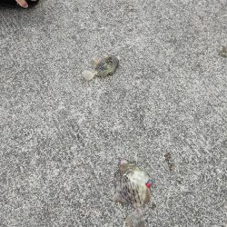 今年はカワハギがたくさん!!