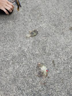 今年はカワハギがたくさん！！