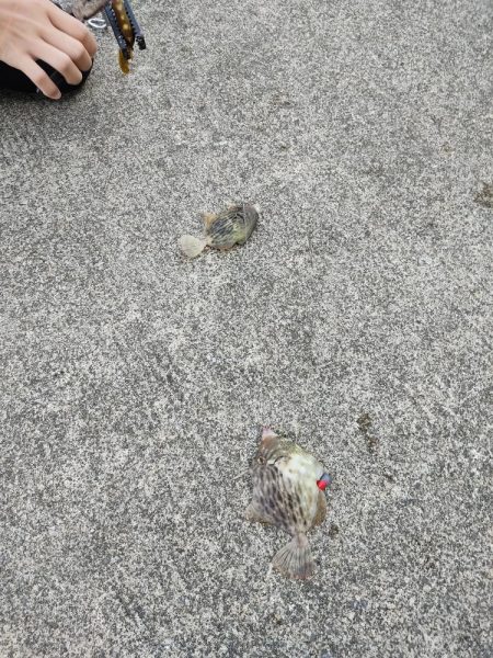 今年はカワハギがたくさん!!