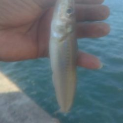 キ活性活性が悪い播磨新島