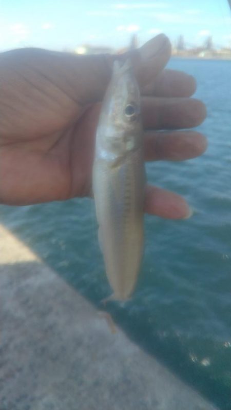 キ活性活性が悪い播磨新島