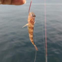 更に厳しくなった播磨新島のキス