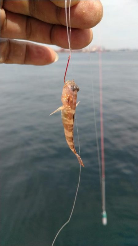 更に厳しくなった播磨新島のキス