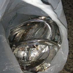 平日夜の刀狩り