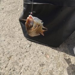 釣れてる釣りを