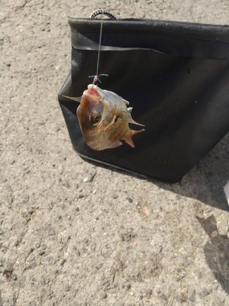 釣れてる釣りを