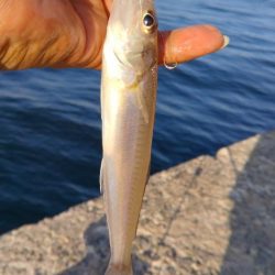 潮が動けどキスは釣れず