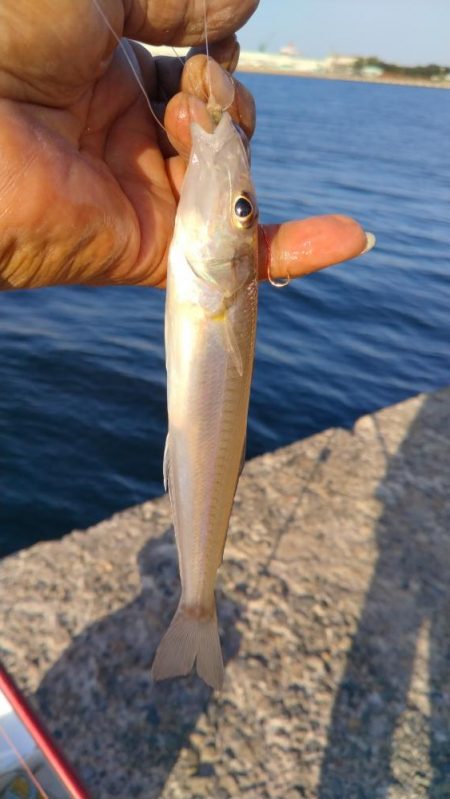 潮が動けどキスは釣れず