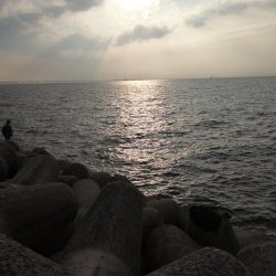 サゴシ、タチウオ調査