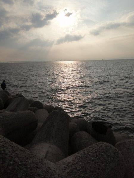 サゴシ、タチウオ調査