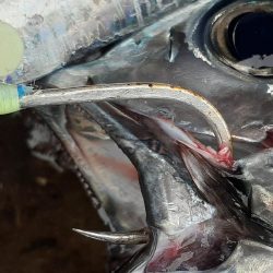 今年の磯ヒラマサには苦戦中