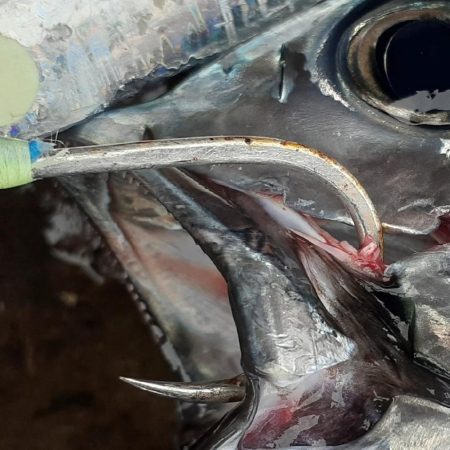 今年の磯ヒラマサには苦戦中