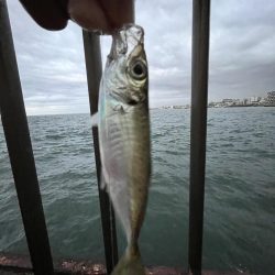 アジしか勝たん