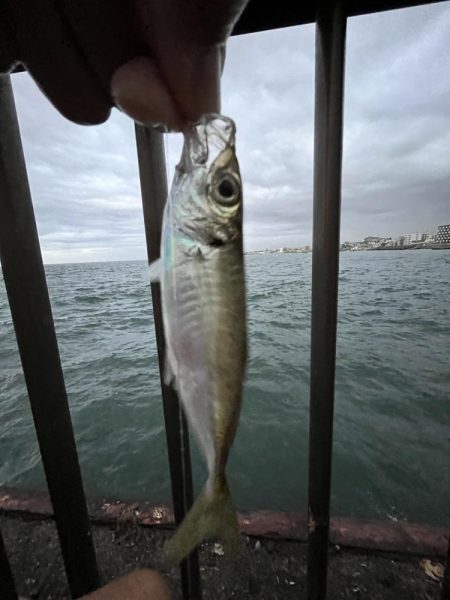 アジしか勝たん