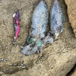 イカ調査！本命ガシラ