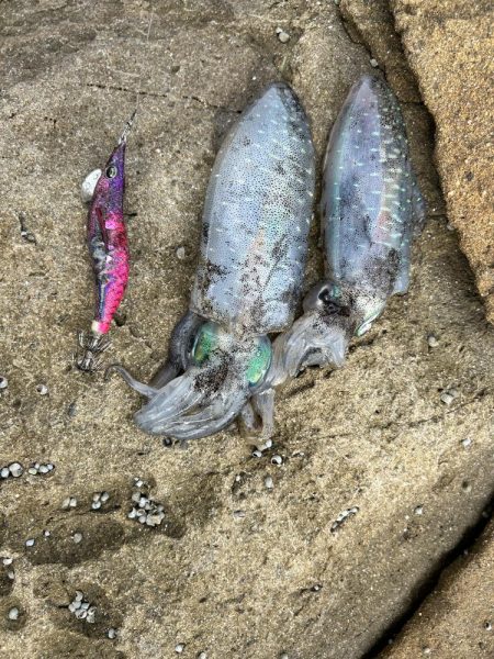 イカ調査！本命ガシラ