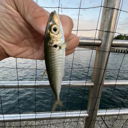 アジしか勝たん③