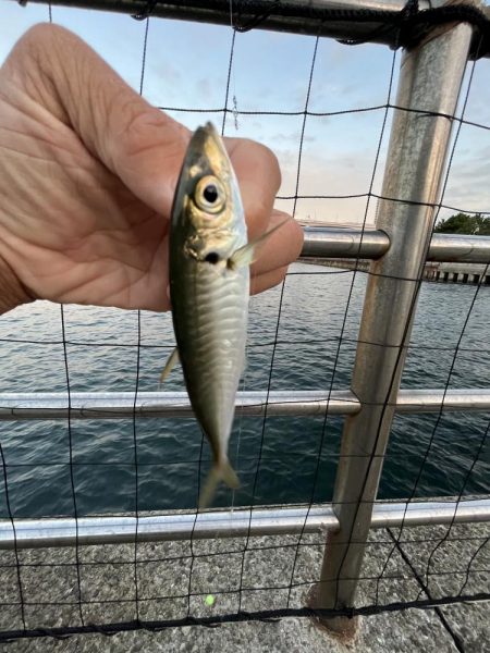 アジしか勝たん③