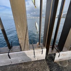 アレ達成ならず