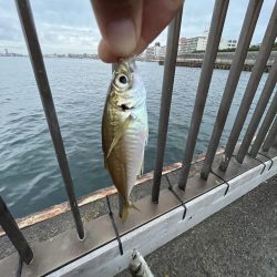 やっぱアジしか勝たん