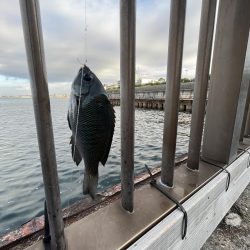 人多め　ウリボウも多め