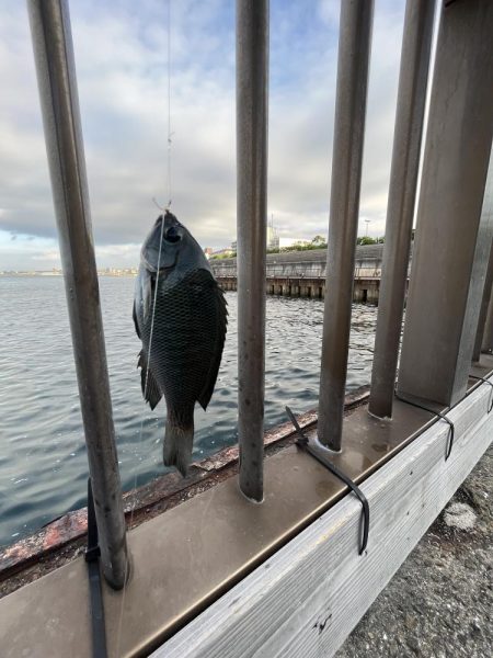 人多め　ウリボウも多め
