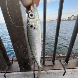 アジの時期長い