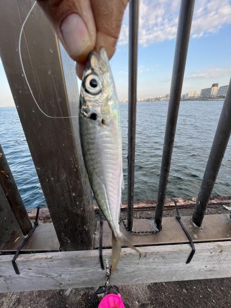 アジの時期長い