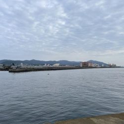 小さいけど久々の青物