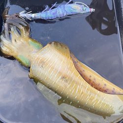 良い型揃ってます