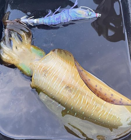 良い型揃ってます